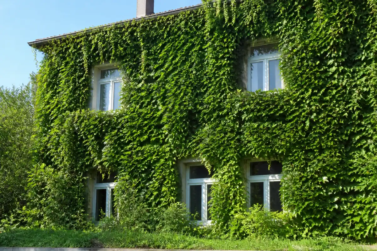 Green walls: how many degrees they really take off your home